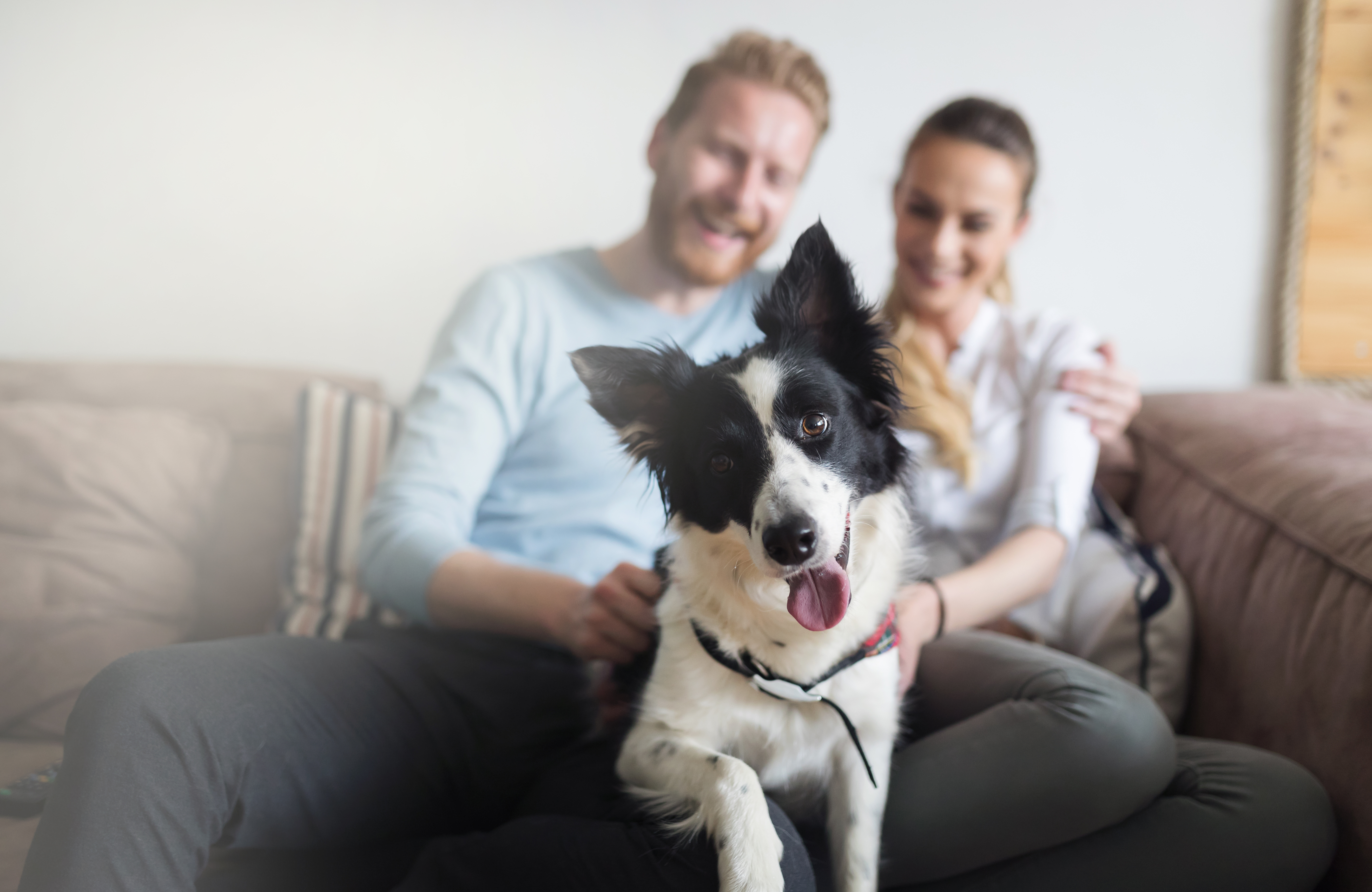 Домашние питомцы в квартире